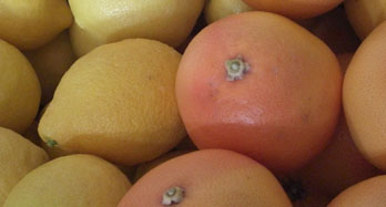 Mixed Zitronen und Grapefruits 12 Kg