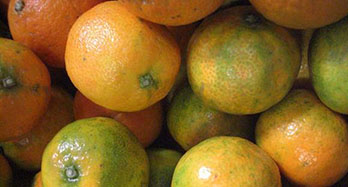 Mandarinen Clemenrubi 15 Kg