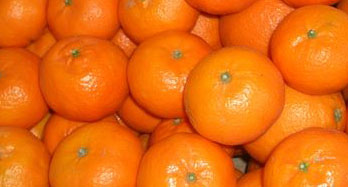 Mandarinas Clementinas 12 Kg - Preis 44 €