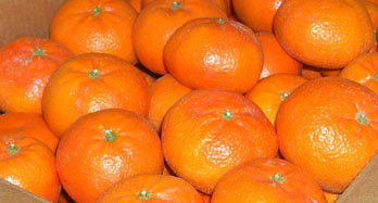 Mandarinen Tardía 15 Kg