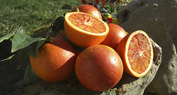 Orangen Blutorangen 15Kg
