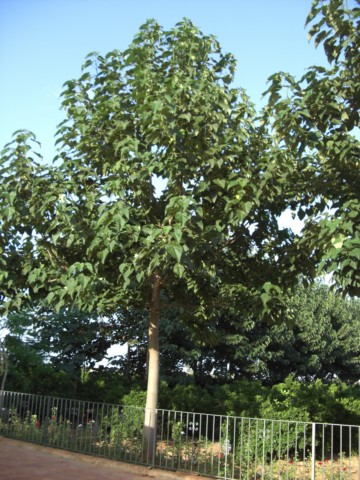 Paulownia